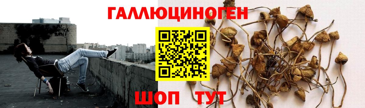 Псилоцибиновые грибы GOLDEN TEACHER Орёл